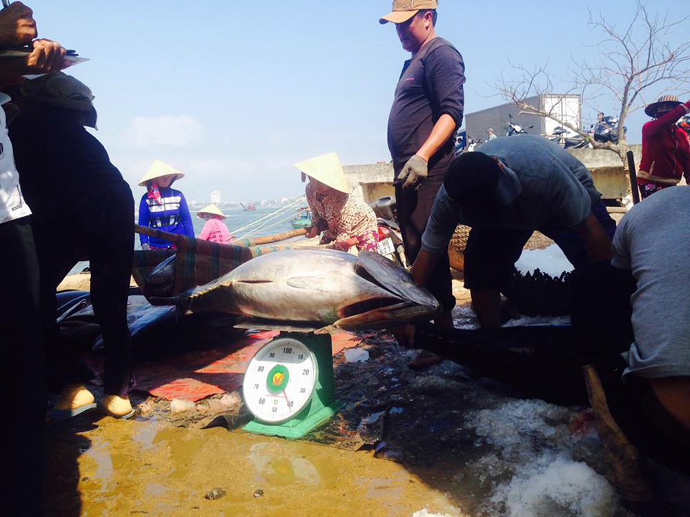 Ngư dân câu cá ngừ về bến bán thủy sản
