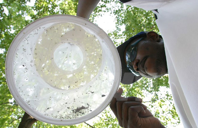 Nhân viên y tế Mỹ bắt muỗi để nghiên cứu tại tây bắc Washington - Nguồn: AFP/TTXVN