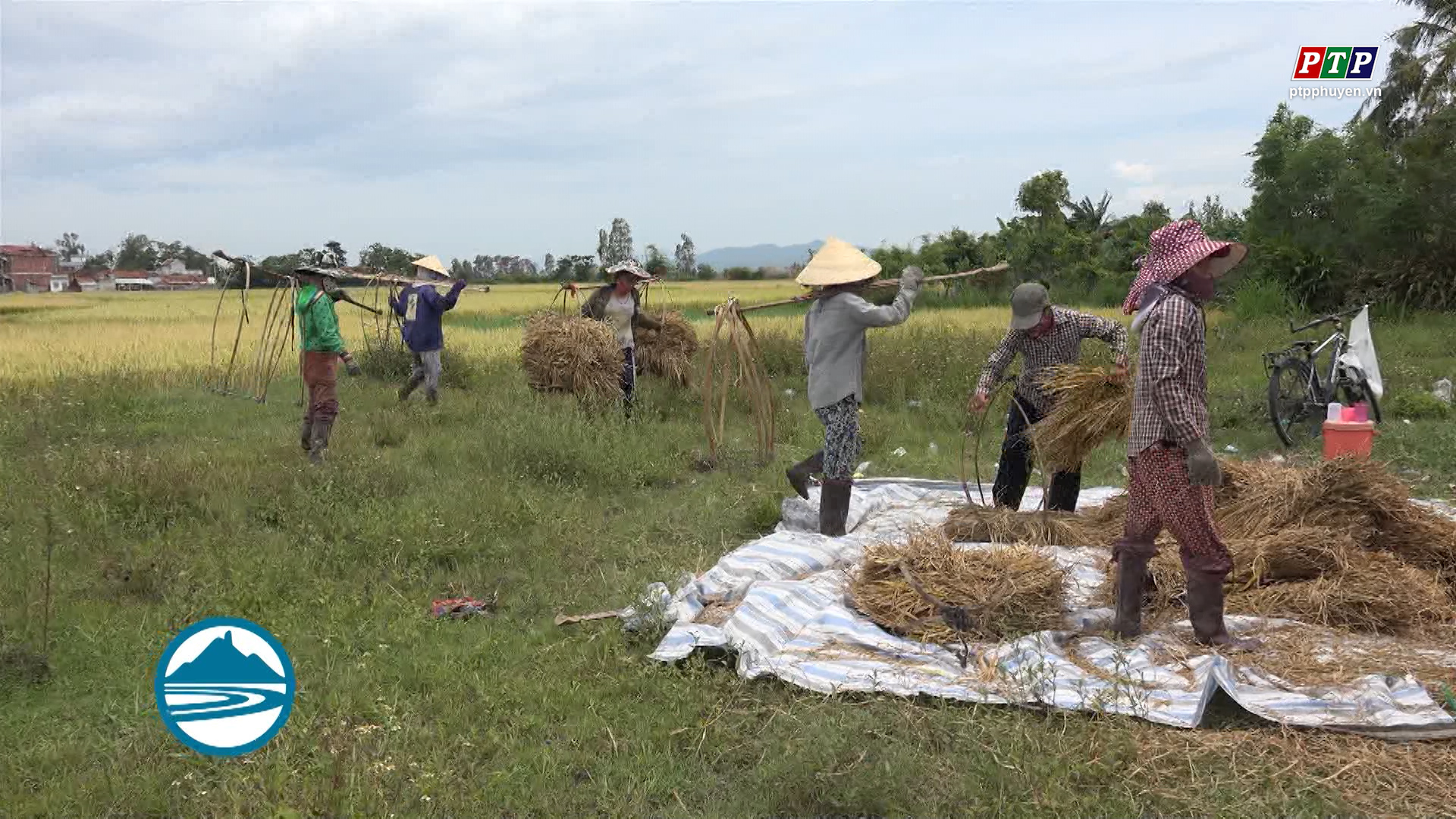 Phú Yên: Thu hoạch hơn 60% diện tích, năng suất lúa vụ hè thu 68 tạ/ha