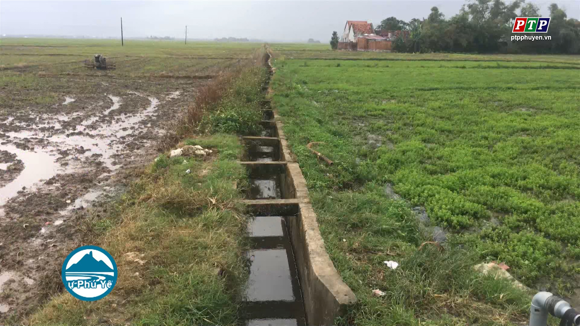 Gần 8.000 ha lúa vụ Đông Xuân  tại Phú Yên có nguy cơ trễ lịch thời vụ