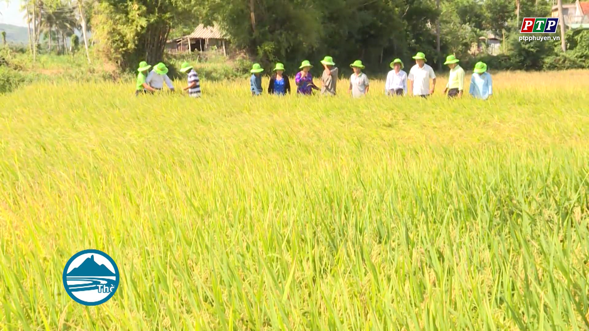 Phú Yên: Đẩy mạnh tái cơ cấu ngành nông nghiệp năm 2019