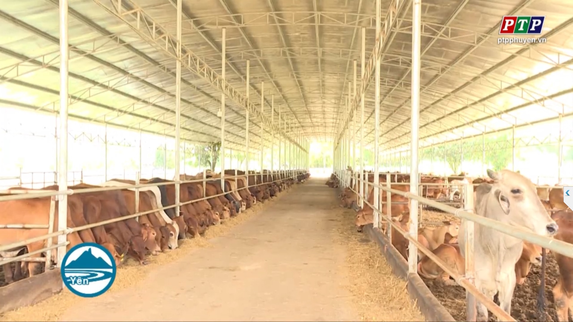 Tây Hòa: Nuôi bò cao sản xuất khẩu, hướng  đi mới để phát triển ngành chăn nuôi địa phương