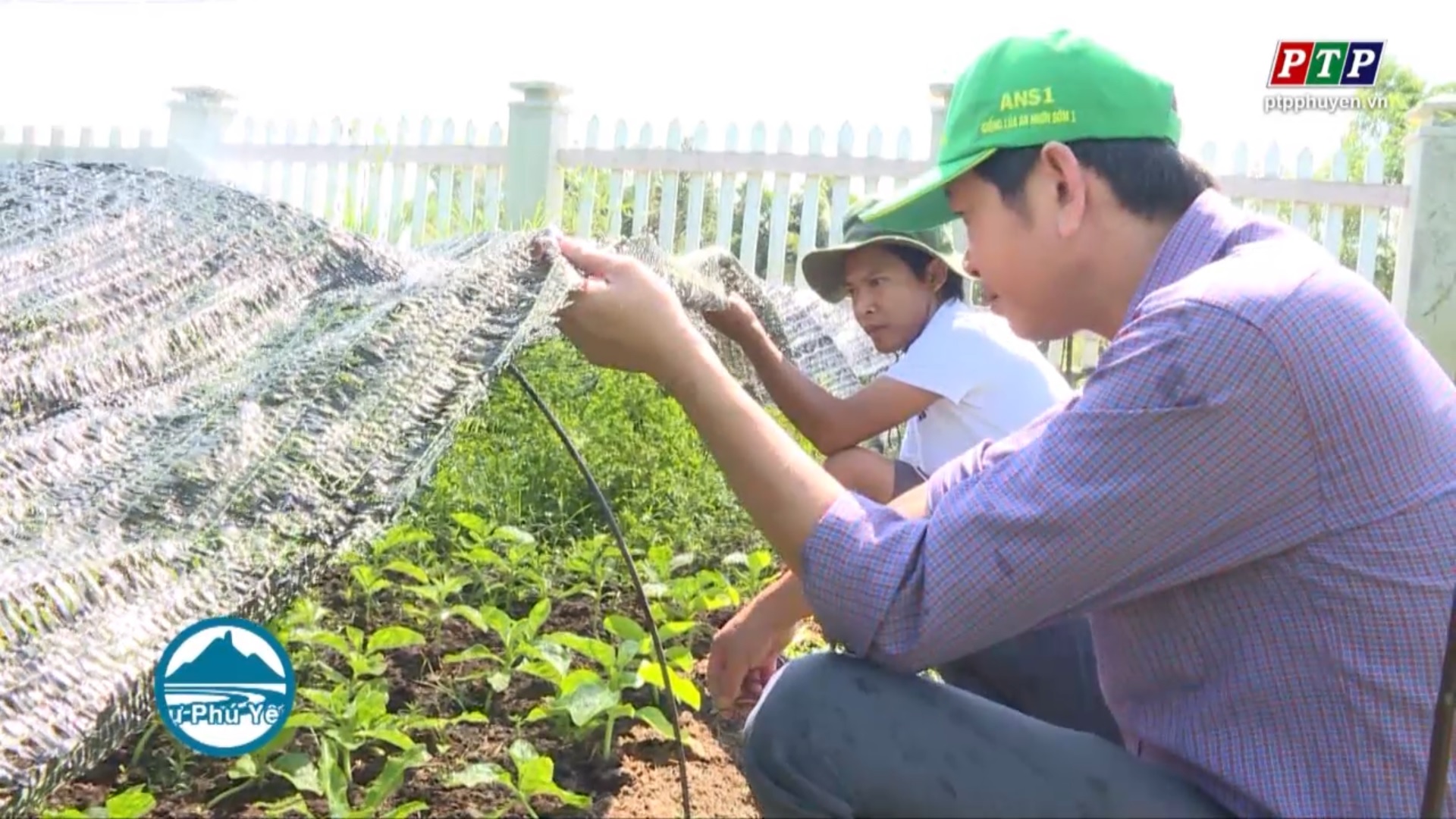 Nông dân trẻ tiên phong trồng rau an toàn