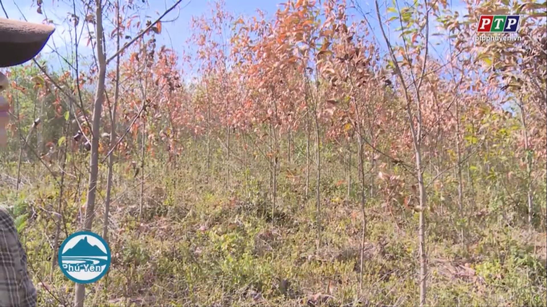 Hàng loạt ha rừng trồng bị thiệt hại do nắng nóng kéo dài