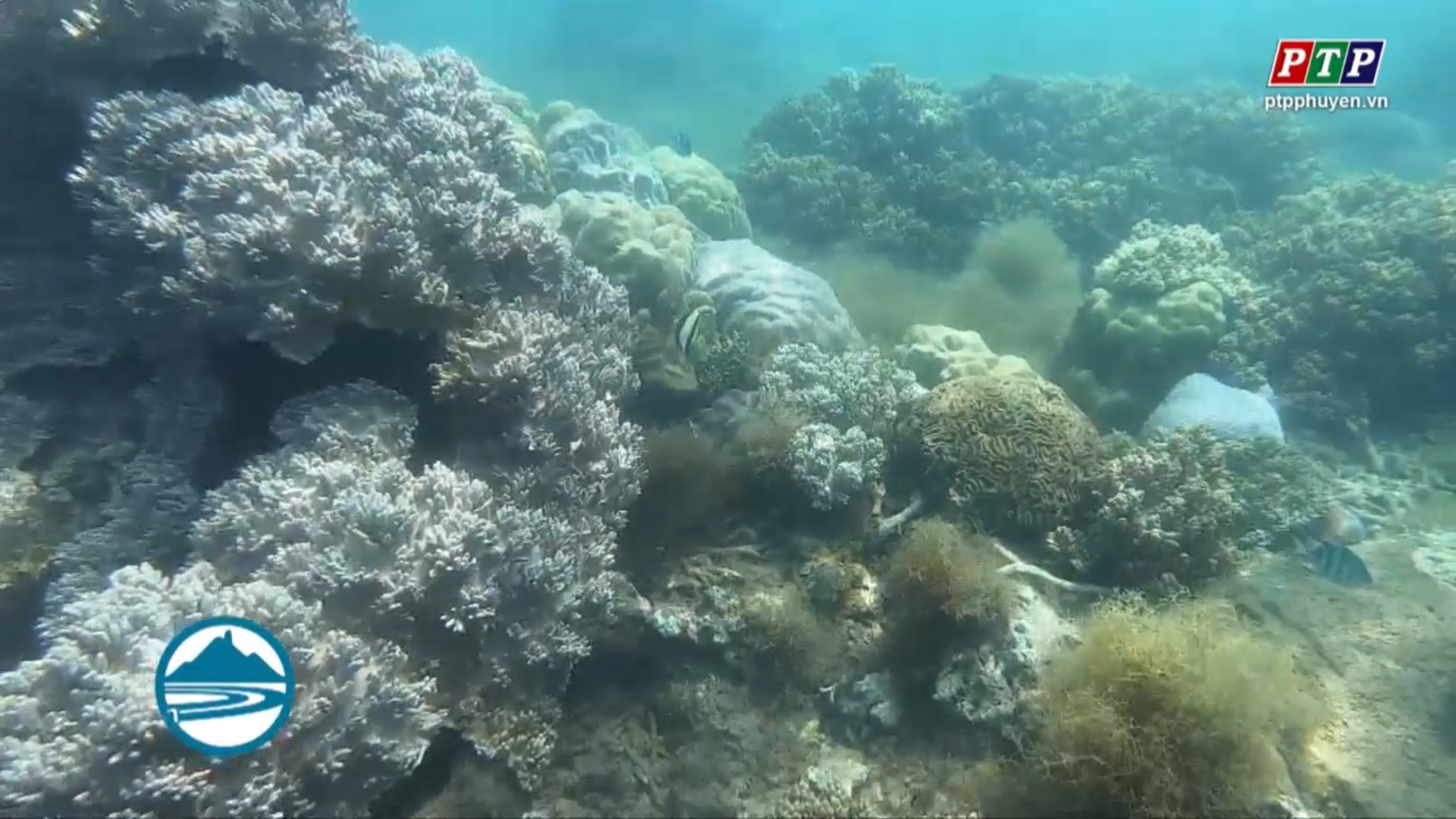 Bảo vệ, phát huy giá trị sinh thái san hô vùng biển ven bờ tỉnh Phú Yên