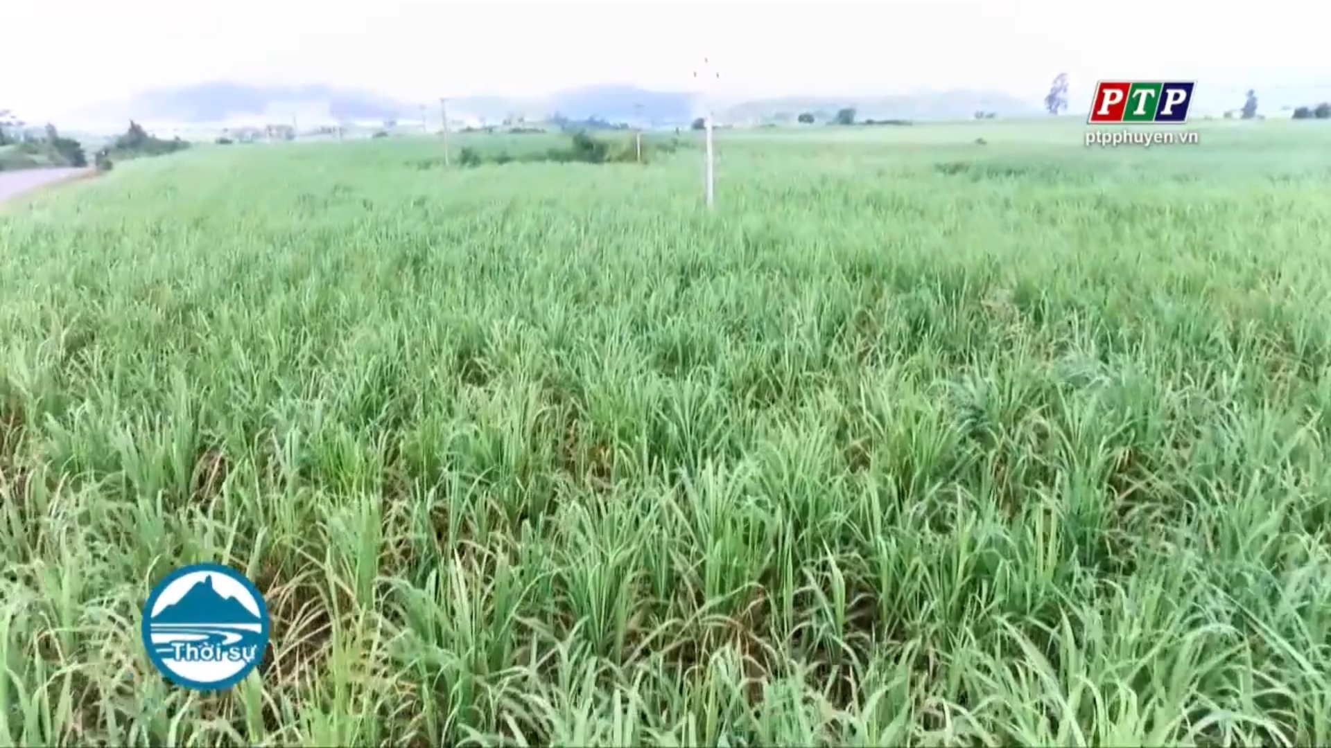 Kỳ vọng các giải pháp đưa nông nghiệp Phú Yên phát triển nhanh và bền vững