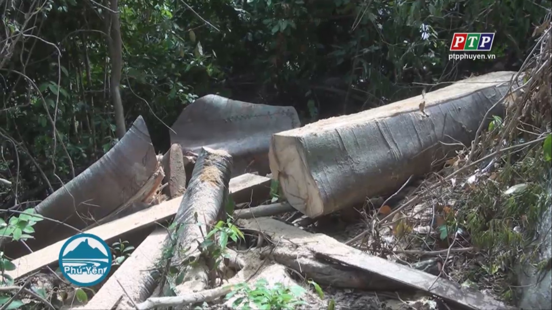 Phát hiện phá rừng ở xã Sơn Nguyên, huyện Sơn Hòa