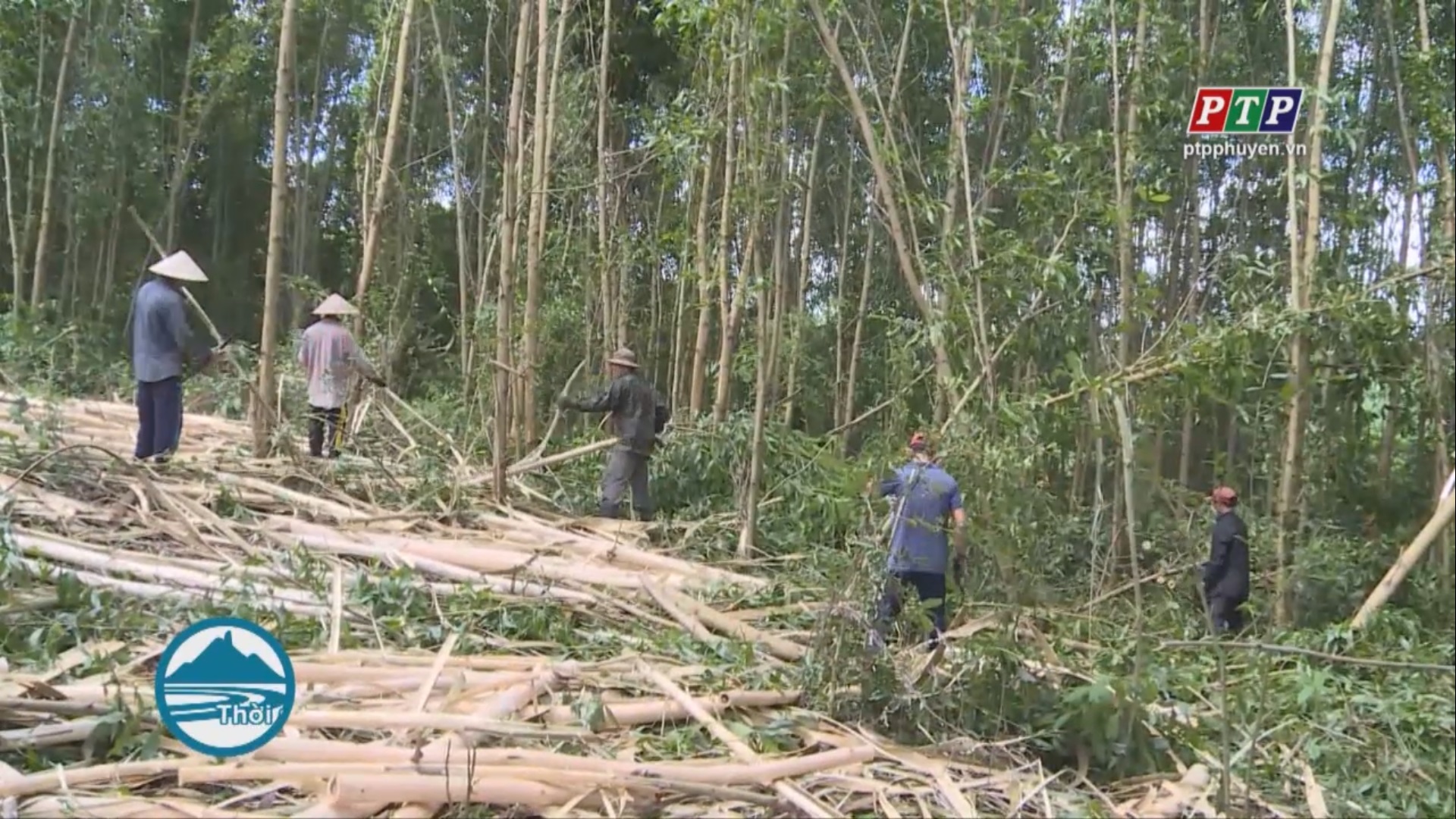 Phú Yên đang thiếu nguồn giống chất lượng cho vụ trồng rừng 2019