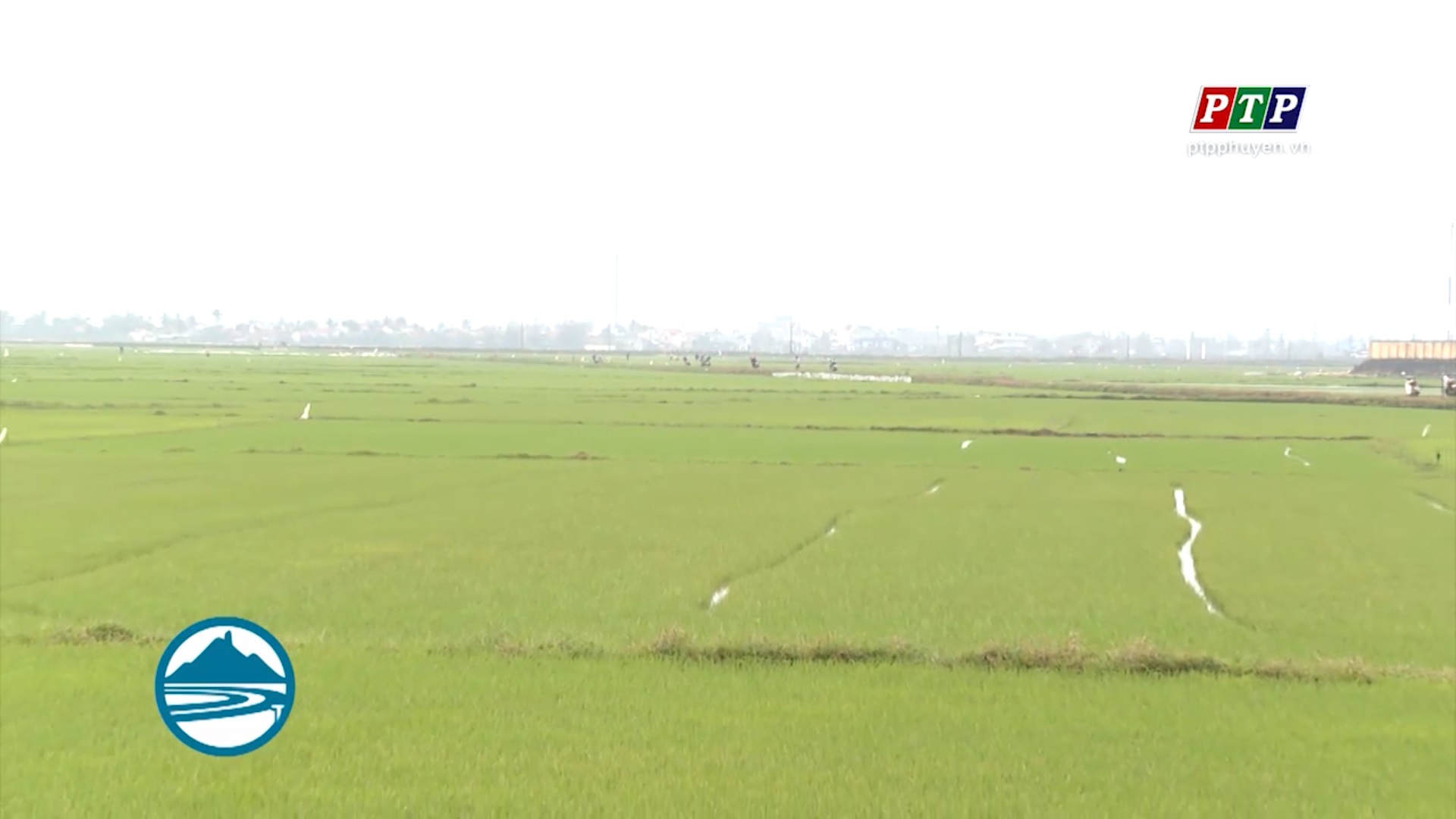 Ngăn ngừa sâu bệnh hại lúa Đông Xuân