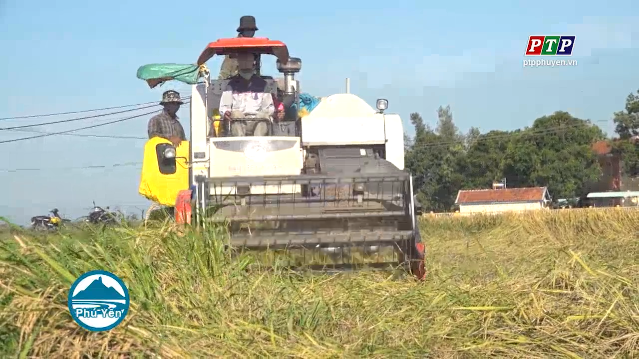 Tập trung thu hoạch lúa hè thu 2021