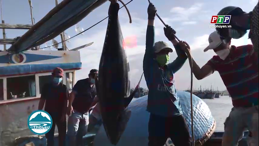 Giá cá ngừ tăng, ngư dân thắng lớn chuyến biển cuối năm