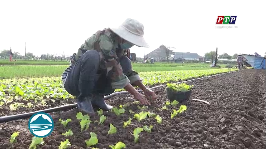 Sau mưa lũ, nông dân Phú Yên kỳ vọng lớn vào vụ rau Tết