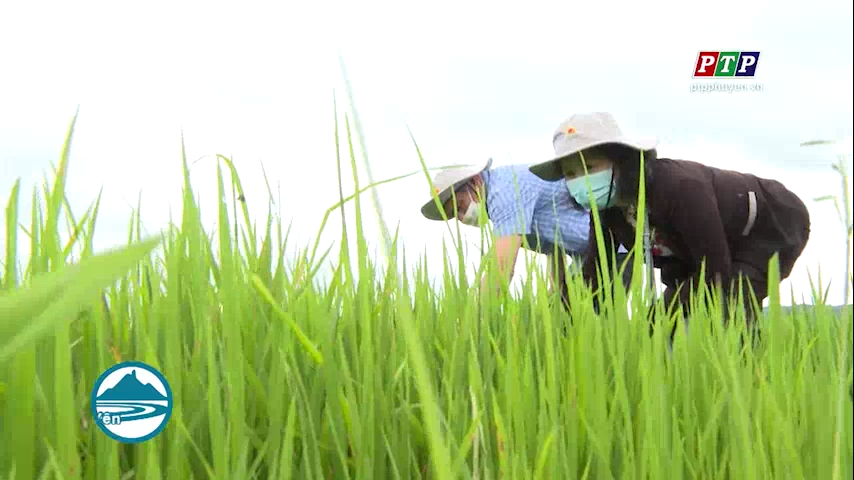 Bùng phát đạo ôn hại lúa, nhiều nông dân lo lắng