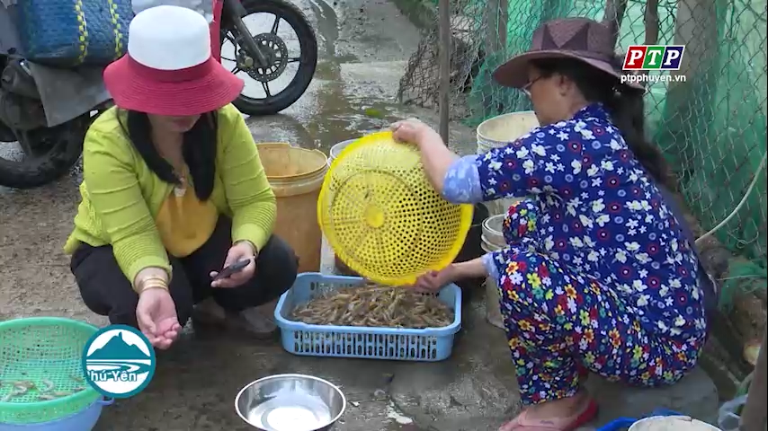 Tuy An: Ngư dân có thu nhập cao nhờ trúng tôm đất tự nhiên