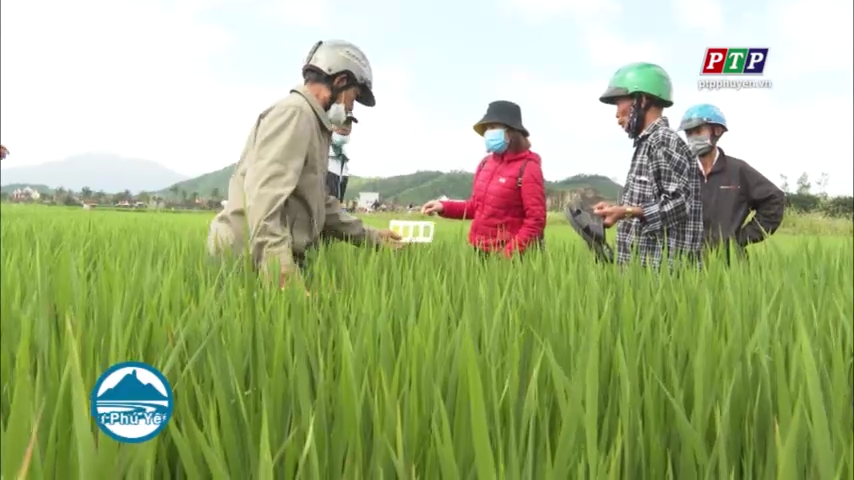 Nông dân ứng dụng kỹ thuật lúa than thiện môi trường