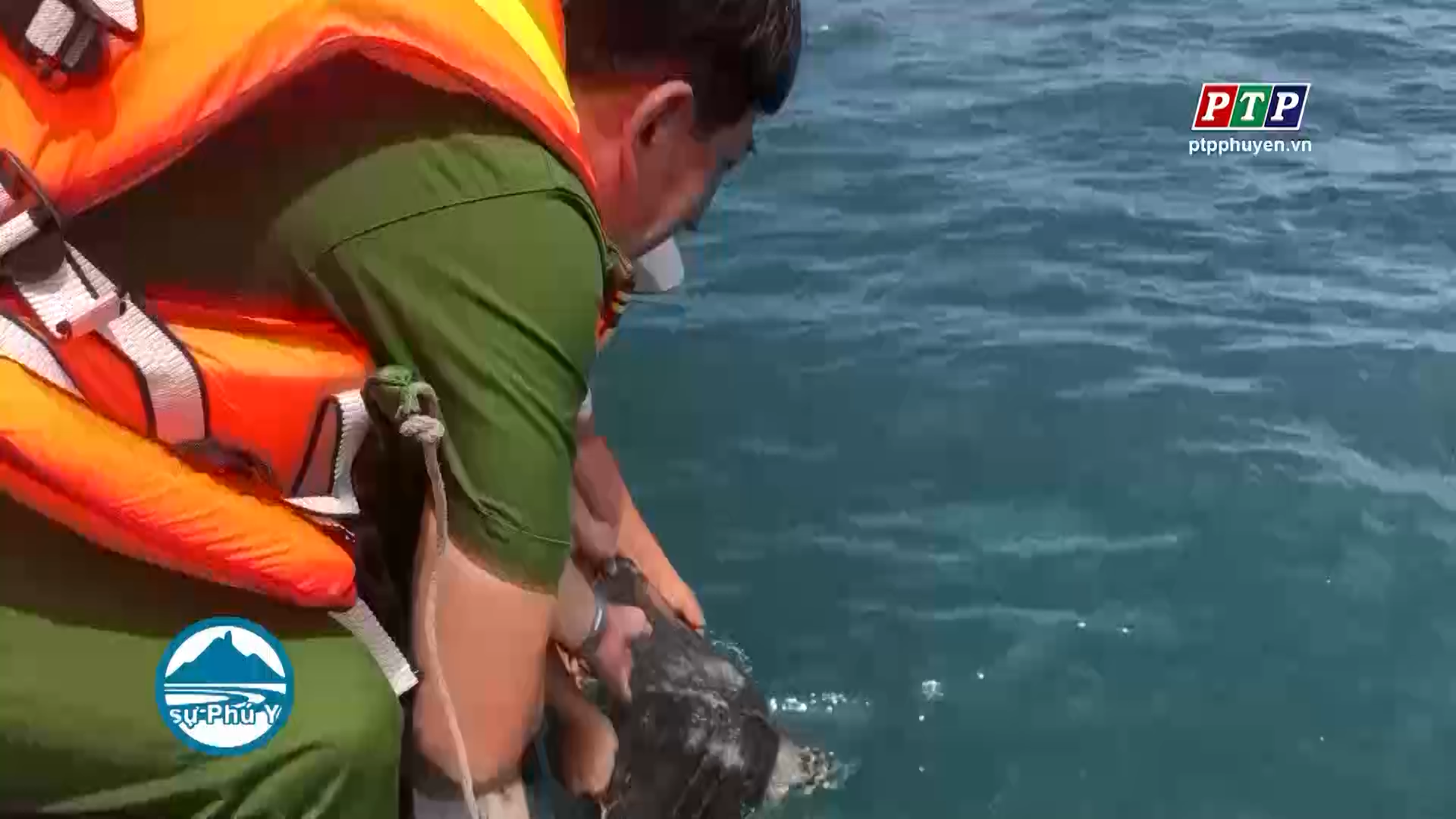 Thả rùa biển 20kg về môi trường tự nhiên