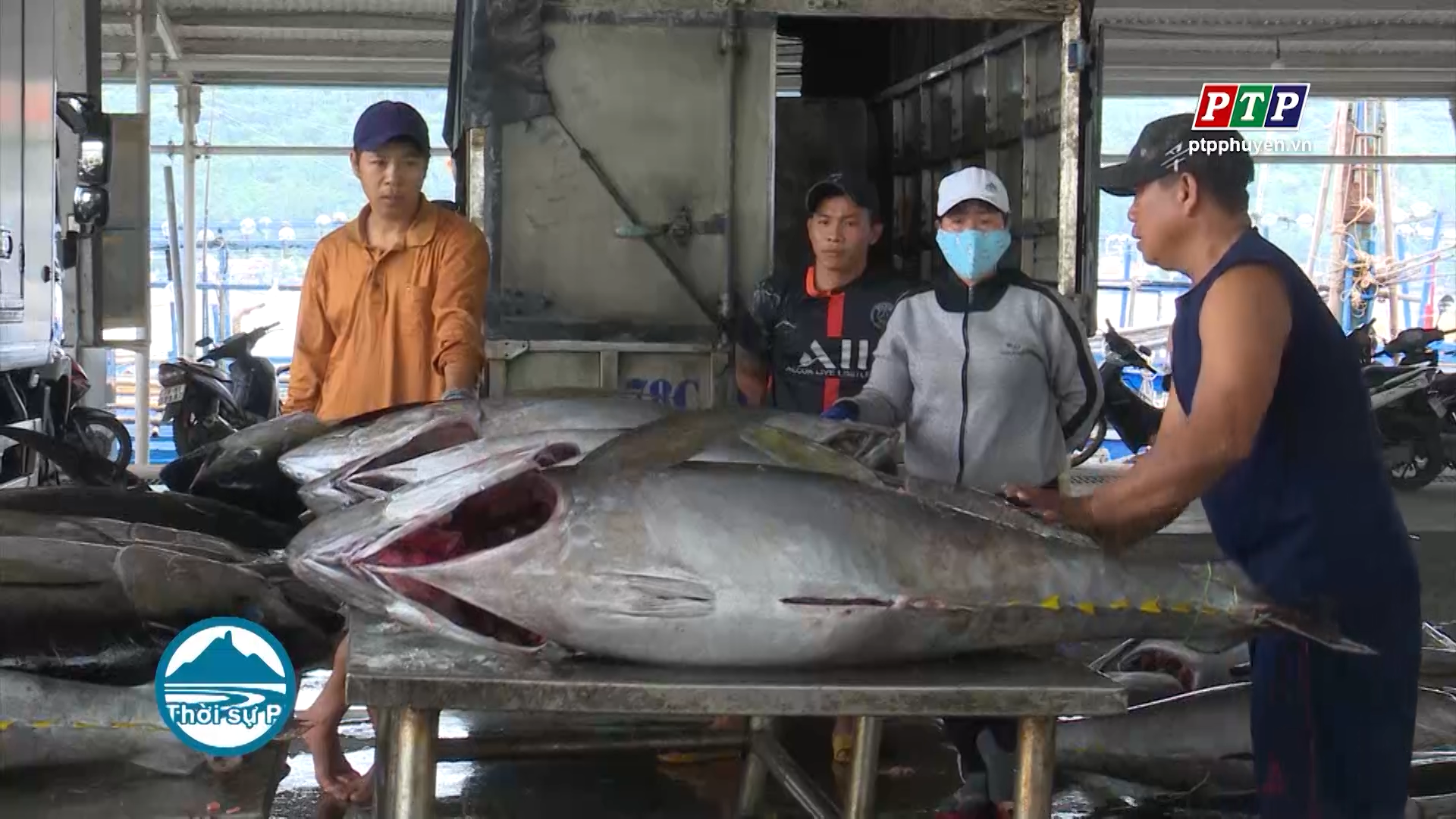 Tuy An: Phần lớn phương tiện khai thác cá ngừ đại dương đã có lãi