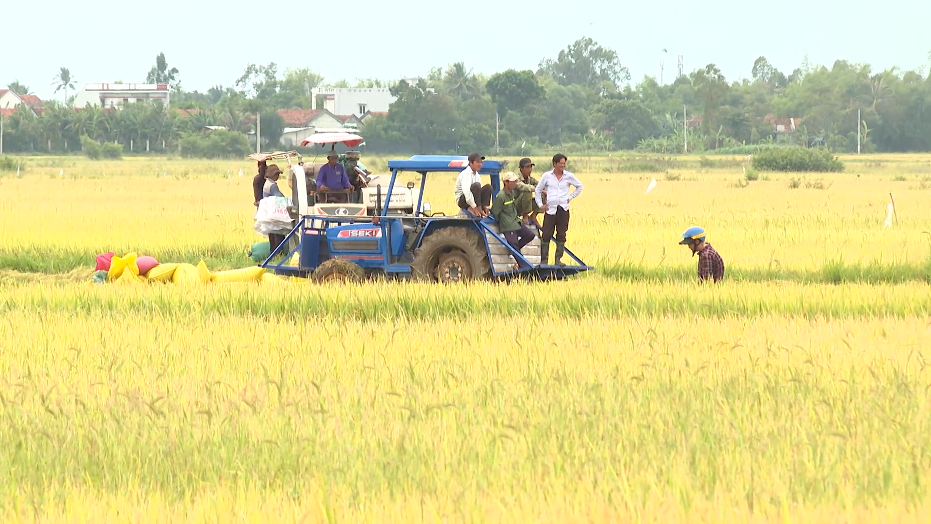 Tập trung thu hoạch lúa hè thu tránh thiệt hại do thời tiết