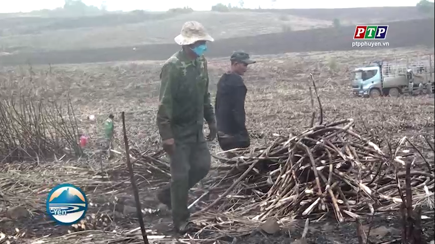 Hỗ trợ tiêu thụ 5 nghìn tấn mía cháy cho nông dân trồng mía huyện Sông Hinh