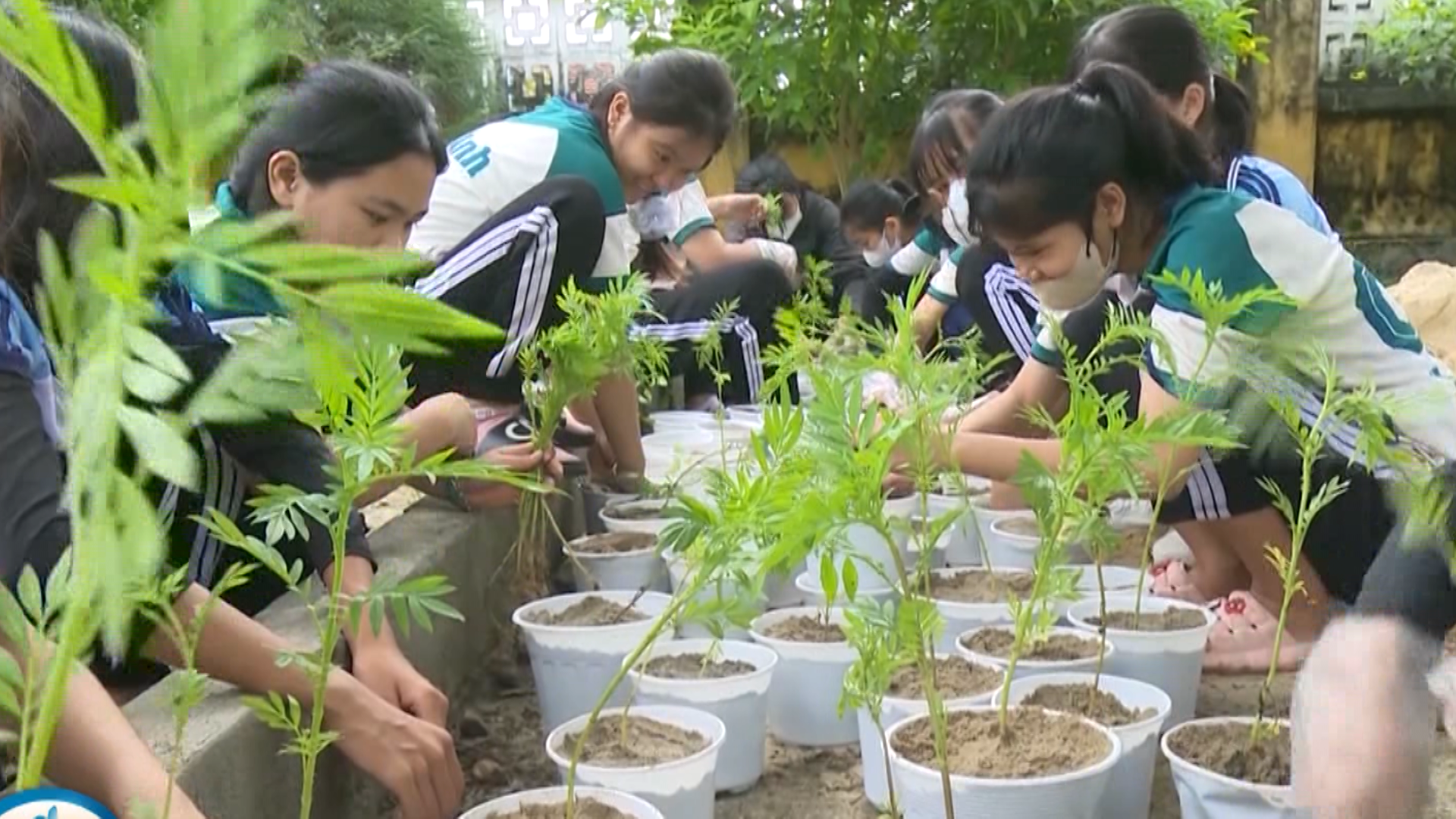 Học sinh Trường THCS Nguyễn Thái Bình trồng hoa vạn thọ bán Tết gây quỹ.