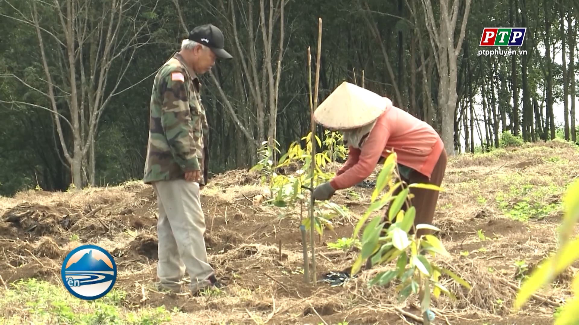 Hợp tác phát triển cây sầu riêng