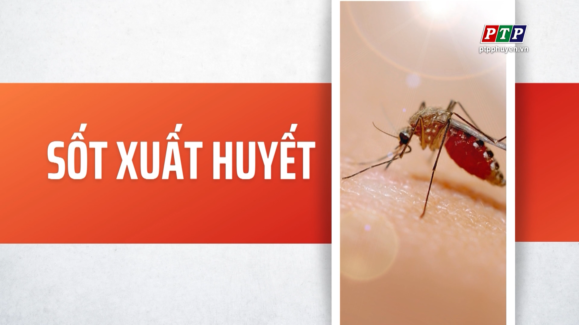 Phòng dịch bệnh sốt xuất huyết